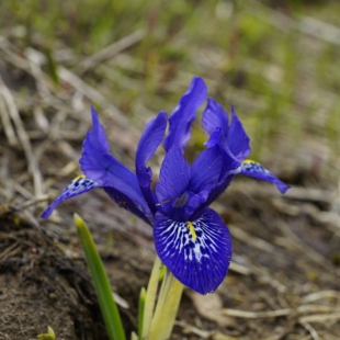 Iris histrioides